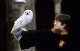 Harry_Potter_and_Hedwig